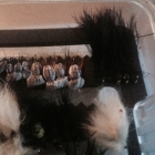 Black Tadpoles can be the best point fly on a bank fishing team-of-three.