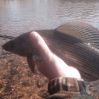 Pretty grayling - out of season of course!