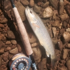One of Paul's fishes
