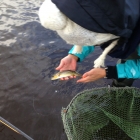 One of our first fish