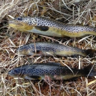 Trout for supper