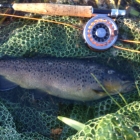 Gacka brown on a large sedge