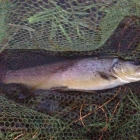 Four evening fish, three browns and a rainbow. Not easy but easier than the Pliva!
