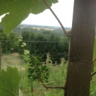 The Sexyloops Vineyard, a mermaid in every bottle, has grapes!!!