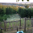 Just a quick update on the Sexyloops Vineyard - all doing well :)