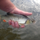 Lots of these around