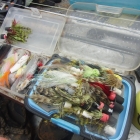 A collection of Gurglers and Poppers