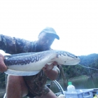 3.2KG at last knockings