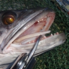 Kissing lips... check out the small teeth that bite through wire