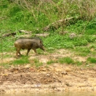 Peter would like it here - mind you they don't hunt with guns, but blowpipes!