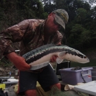 Toman of the Week. 3.2KG.