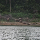 I motored in using the electric - there were 9 elephants in total.