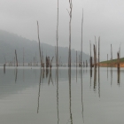 Morning Haze in the Jungle