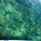 Clear water and corals
