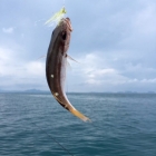 More fish - not big!