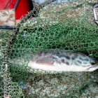 Small Toman while targeting big ones!