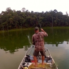 Gourami dry fly strike!