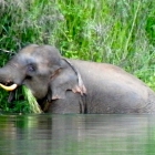 Elephant smelling Paul's socks