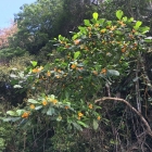 The Jungle is in Bloom. It is actually pretty amazing to see. 