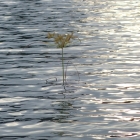 Old life meets new life