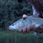 Some Jungle perch during evening.