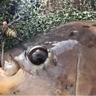 Trusty HT4 on strike - 4kg Giant Gourami