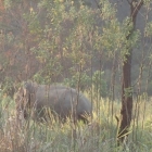 Wild elephant in Banding Island, Perak Malaysia