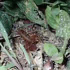 We will name it Flavio insect until we find out what it is called!