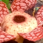 Rafflesia the world's biggest flower