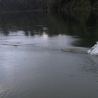 He just can't resist the popper.