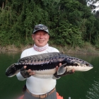 3KG Snakehead for Chuan