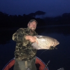 Giant Gourami on last knockings