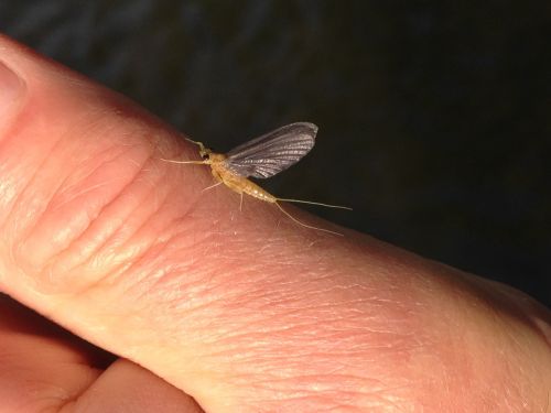 Sulphur 1