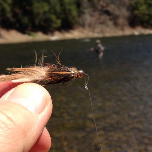fly