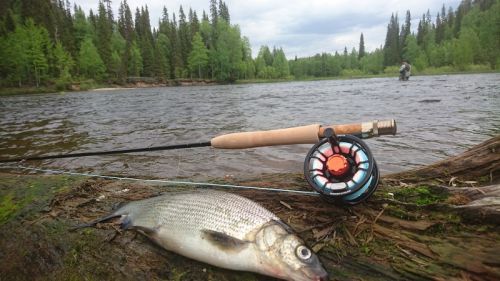whitefish and fisherman
