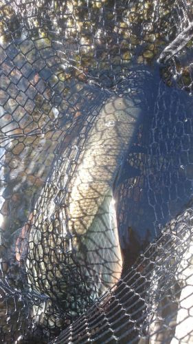 50cm grayling