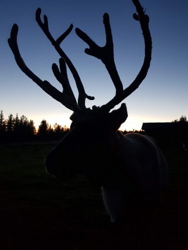 sunset and reindeer