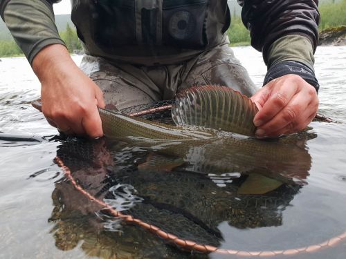 fin of 58 cm grayling