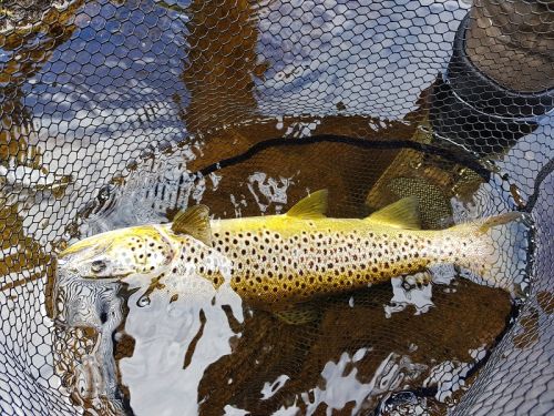 brown trout when massive hatching