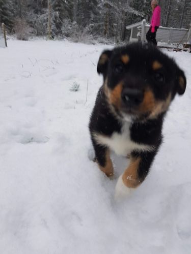 puppy enjoying snow