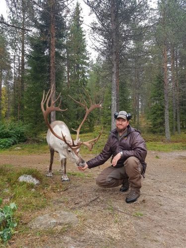 male reindeer just before rutting season