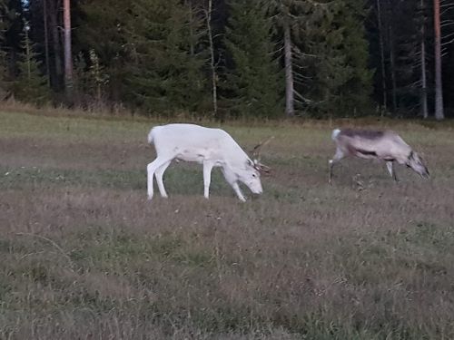 our white male with female