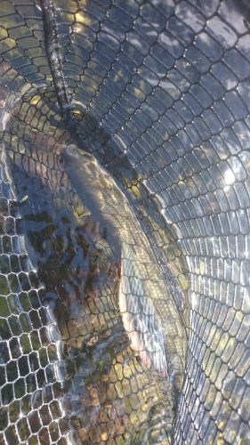 grayling in the net
