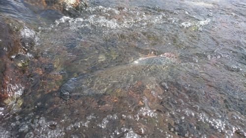 grayling having rest