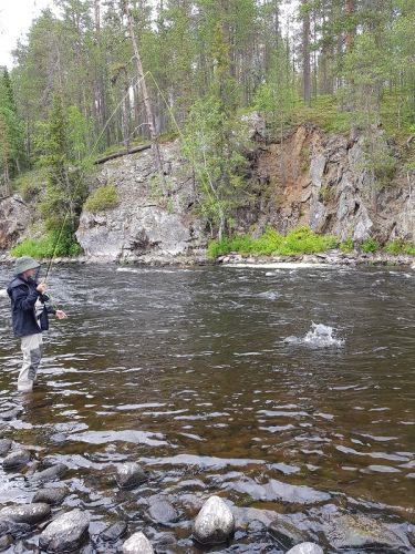 splash from grayling