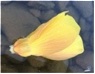 mahseer6