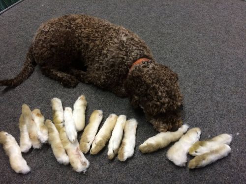 13723872_10154325646726303_8939472056364600478_o