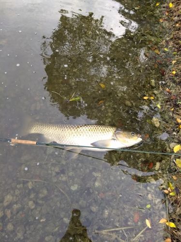 grass carp RSFSL