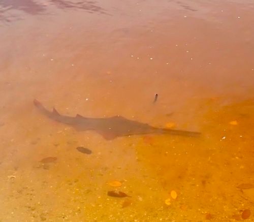 Sawfish zc