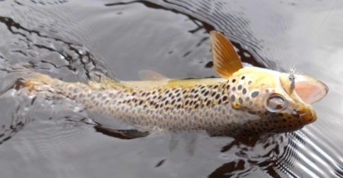 10 - brown trout
